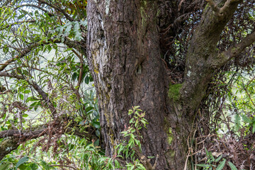 Santalum freycinetianum, the forest sandalwood, Freycinet sandalwood, or ʻIliahi, is a species of flowering tree. Moanalua Valley & Moanalua Ridge Trail to the Haiku Stairs (Stairway To Heaven), oahu