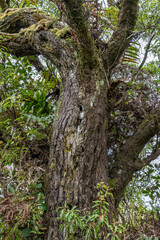 Santalum freycinetianum, the forest sandalwood, Freycinet sandalwood, or ʻIliahi, is a species of flowering tree. Moanalua Valley & Moanalua Ridge Trail to the Haiku Stairs (Stairway To Heaven), oahu