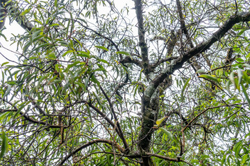 Santalum freycinetianum, the forest sandalwood, Freycinet sandalwood, or ʻIliahi, is a species of flowering tree. Moanalua Valley & Moanalua Ridge Trail to the Haiku Stairs (Stairway To Heaven), oahu