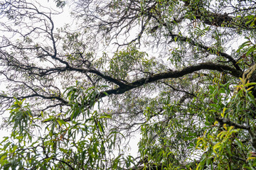 Santalum freycinetianum, the forest sandalwood, Freycinet sandalwood, or ʻIliahi, is a species of flowering tree. Moanalua Valley & Moanalua Ridge Trail to the Haiku Stairs (Stairway To Heaven), oahu
