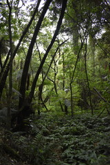 Hunua Fallls morning in the woods