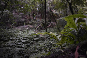 fern in the forest
