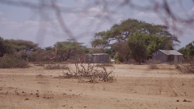 Metal Shack among Acacia Trees Kenya Semi 