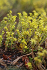Close-up of small yellow star-shaped flowers growing densely on green stems in natural sunlight. Summer wildflowers, botanical texture, and nature background concept