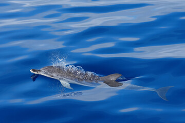 Delfin im Atlantik im ruhigen Meer vor Gran Canaria