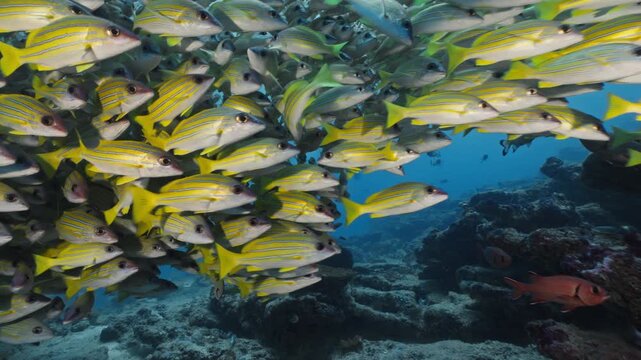 A mesmerizing school of yellow and white striped fish swims gracefully over a vibrant coral reef, showcasing the intricate ecosystem and harmonious movement of marine life in their natural habitat.