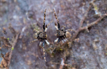 Symmetry of Two Jumping Spiders Facing Each Other in Courtship or Conflict