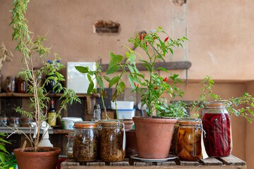 A red chilli plant (Capsicum annuum), also known as cayenne or pimento, stands in a terracotta pot beside jars of preserved vegetables in a rustic autumn kitchen scene
