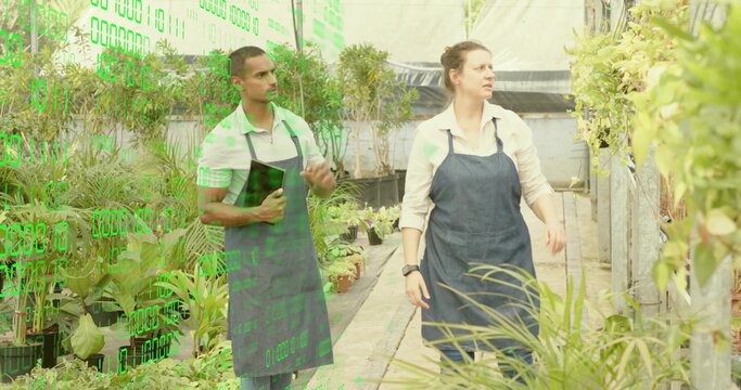 Walking workers wearing blue aprons inspecting climbing vines in greenhouse aisle, with tablet