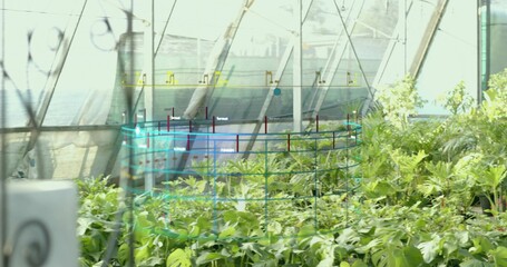 Displaying rows of leafy seedlings growing in greenhouse under AR monitoring, with tubing trusses