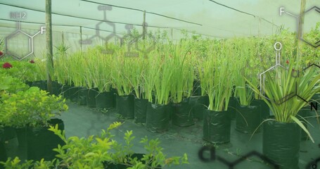 Row of tall grass-like plants growing in nursery shade house, with grow bags under green netting