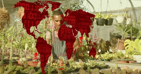 Inspecting succulents, worker in apron and gloves in greenhouse, with red map overlay