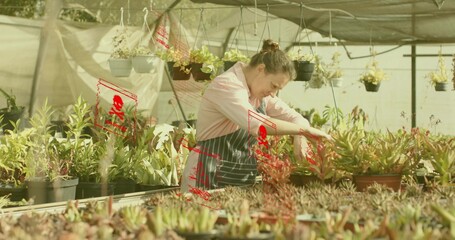Trimming adult woman gardener inspecting succulent trays at greenhouse nursery, with hanging pots