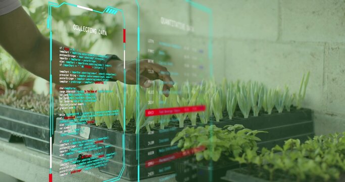 Leaning male researcher adjusting seedling trays and interacting with AR display at lab bench