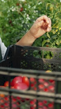 A woman tends to greenhouse tomatoes picking ripe fruits carefully for harvest Fresh and vibrant