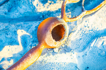 Detail of a bull kelp seaweed on a sunset beach, closeup