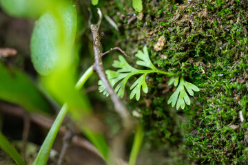 Delicate Small Leaves Growing on Vibrant Green Moss, Lush Forest Ground Macro