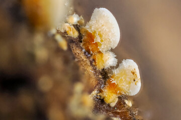 macro photo of microscopic fungi on a tree stump
