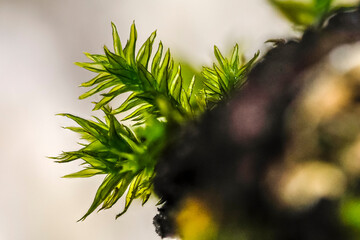 macro photo of moss against the light on a dead birch stump