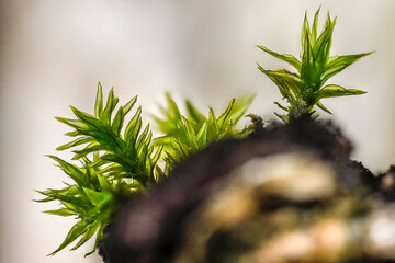 macro photo of moss against the light on a dead birch stump