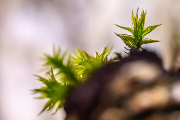 macro photo of moss against the light on a dead birch stump