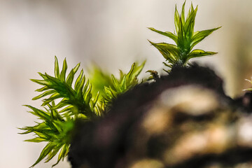 macro photo of moss against the light on a dead birch stump