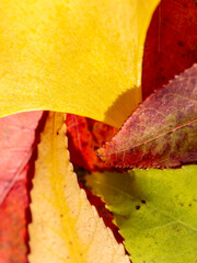 Autumn-colored dead leaves in a garden 