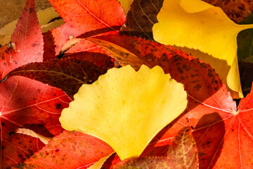 Ginkgo biloba leaf with autumn colors in a garden