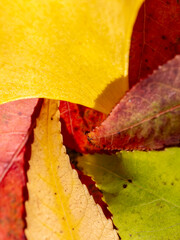 Autumn-colored dead leaves in a garden 