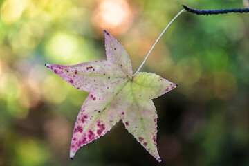 Autumn-colored dead leaves in a garden 