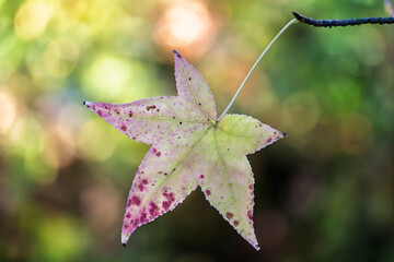 Autumn-colored dead leaves in a garden 