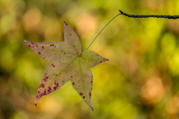 Autumn-colored dead leaves in a garden 