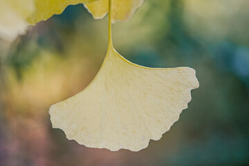 Ginkgo biloba leaf with autumn colors in a garden