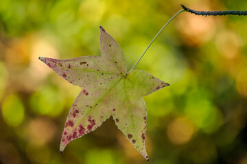 Autumn-colored dead leaves in a garden 