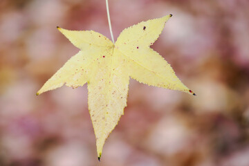 Autumn-colored dead leaves in a garden 
