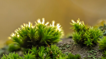 macro photo of moss against the light on a dead birch stump