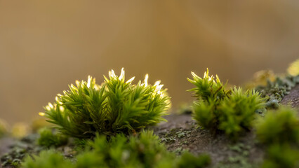 macro photo of moss against the light on a dead birch stump