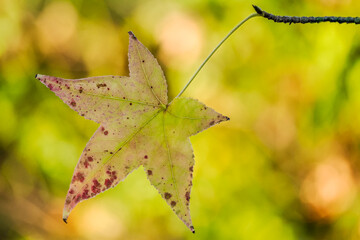 Autumn-colored dead leaves in a garden 