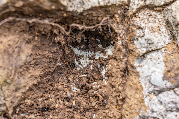 Nylanderia bourbonica, Nylanderia is a large genus of ants in the subfamily Formicinae. Weathered basalt. Koʻolau Range / shield volcano.  Moanalua Ridge Trail, Honolulu Oahu Hawaii