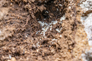 Nylanderia bourbonica, Nylanderia is a large genus of ants in the subfamily Formicinae. Weathered basalt. Koʻolau Range / shield volcano.  Moanalua Ridge Trail, Honolulu Oahu Hawaii