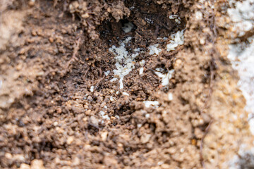 Nylanderia bourbonica, Nylanderia is a large genus of ants in the subfamily Formicinae. Weathered basalt. Koʻolau Range / shield volcano.  Moanalua Ridge Trail, Honolulu Oahu Hawaii