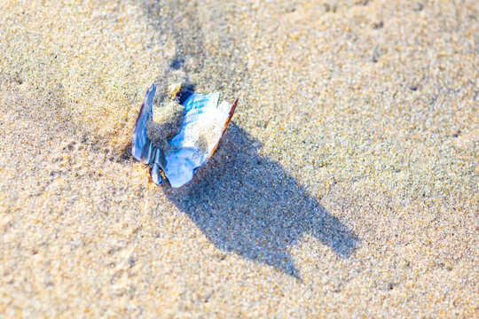 A shell and its shadow on a sandy beach, macro
