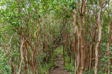 Fototapeta premium Psidium cattleyanum (World Plants: Psidium cattleianum), Cattley guava, strawberry guava or cherry guava. Moanalua Valley Trail , Honolulu, Oahu, Hawaii. Koʻolau Range