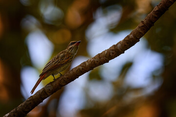 Streaked flycatcher, Myiodynastes maculatus, bird sitting on the branch in the nature habitat, Tarcoles, Costa Rica.