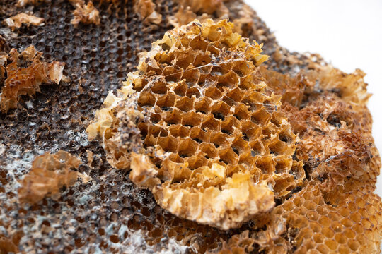 The abandoned structure of a dangerous paper wasps (yellow jackets) nest, tragically burned and destroyed by a local gardener.