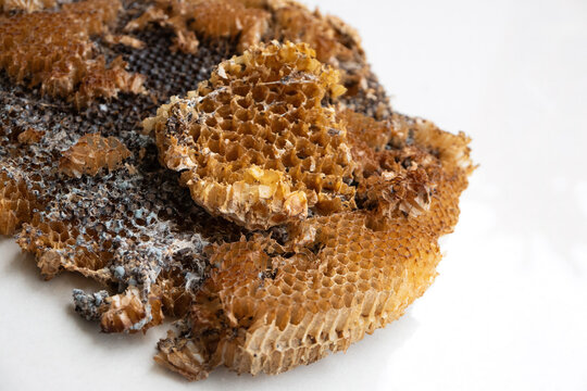 The abandoned structure of a dangerous paper wasps (yellow jackets) nest, tragically burned and destroyed by a local gardener.