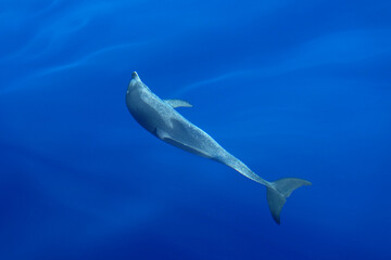Delfin im Atlantik im ruhigen Meer vor Gran Canaria