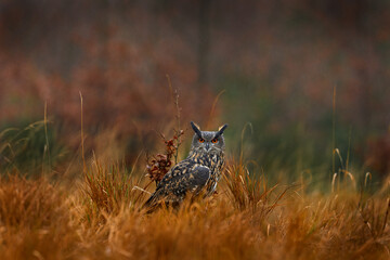 Bird in the wood meadow. Owl in forest habitat, green moss stone. Eurasian Eagle Owl witb big orange eyes, Poland. Bird in autumn wood among the stones.
