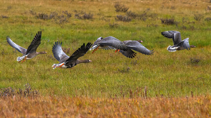 A flock of wild geese flying over the bright autumn tundra of the Yamal Peninsula. For environmental publications, tourist materials, and articles about the nature of the North