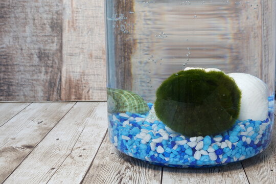 Marimo moss ball terrarium with seashells and pebbles